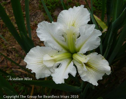 Acadian Miss (0)